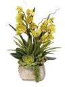 Composizione di piante con orchidea cymbidium
