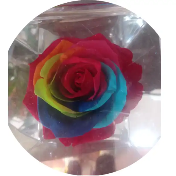 Rosa Rainbow