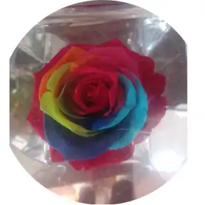 Rosa Rainbow Rosa stabilizzata 