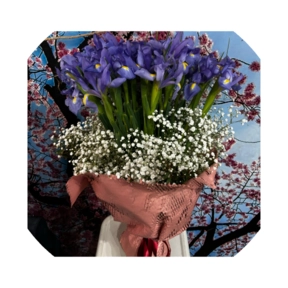 Fascio di Iris  Iris blue